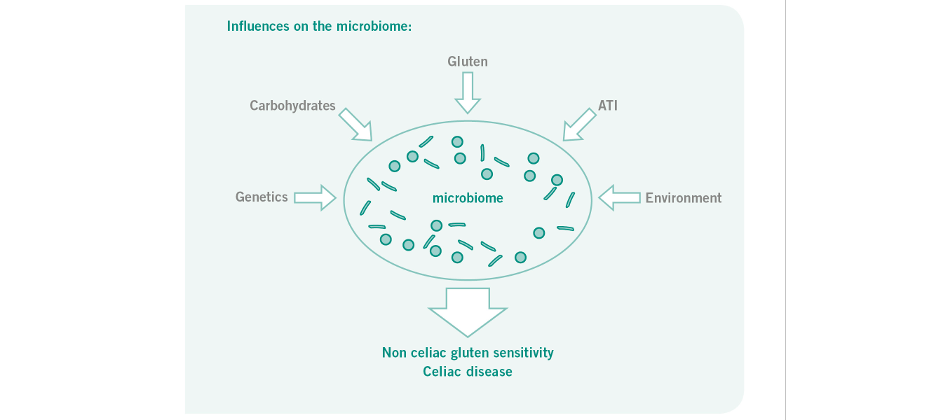 Dr. Schär Institute Influences on the microbiome Gluten intolerance