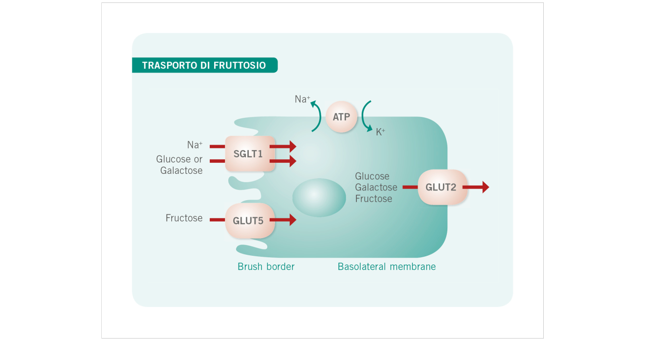 Dr. Schär Institute Dieta FODMAP Intolleranza al glutine Trasporto di fruttosio