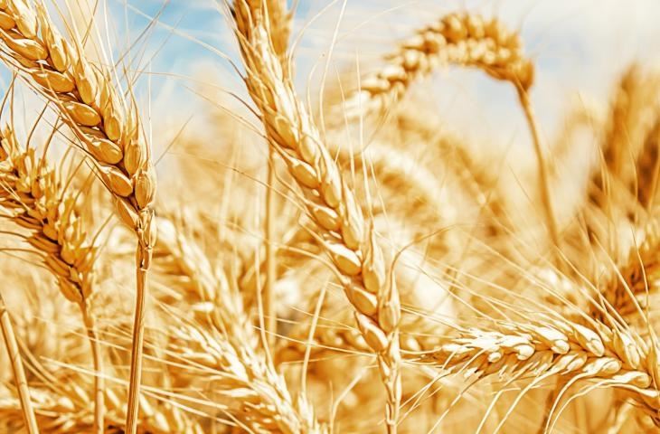 Wheat Allergy