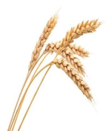 Alergia al trigo